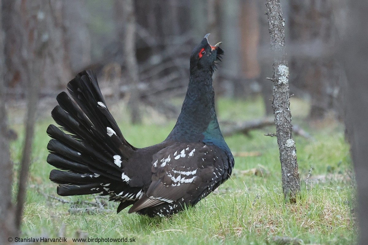 Steinauerhuhn - ML659112557