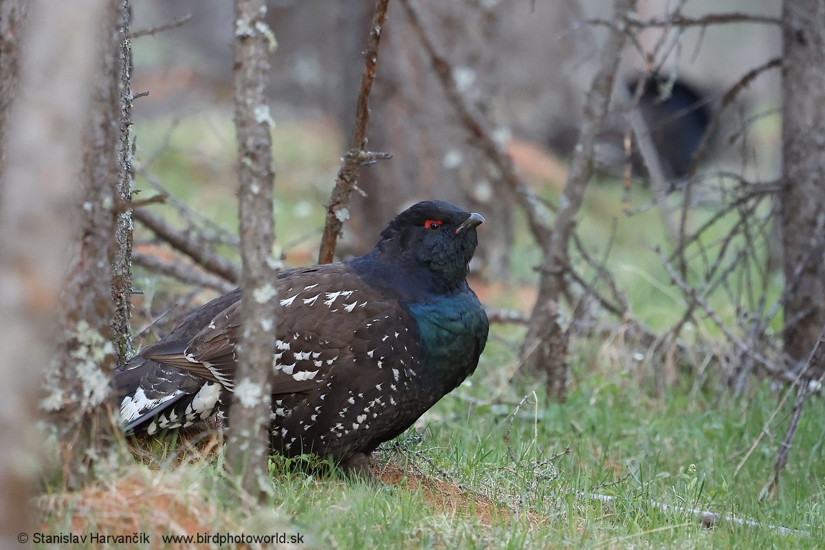 Steinauerhuhn - ML659112558