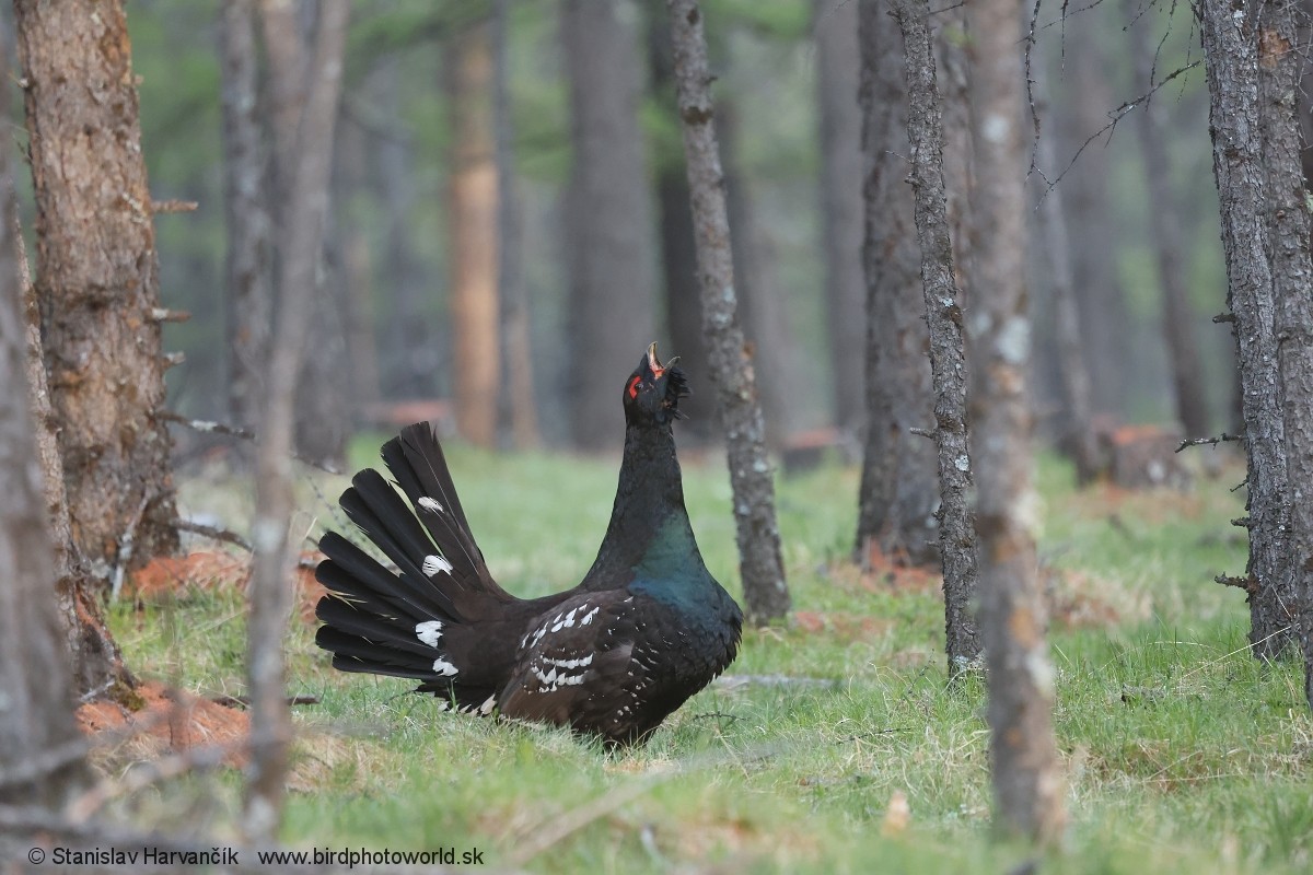 Steinauerhuhn - ML659112559