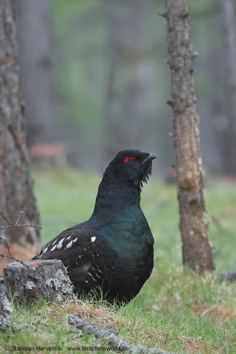 Steinauerhuhn - ML659112560