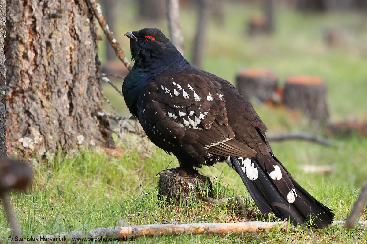 Steinauerhuhn - ML659112561