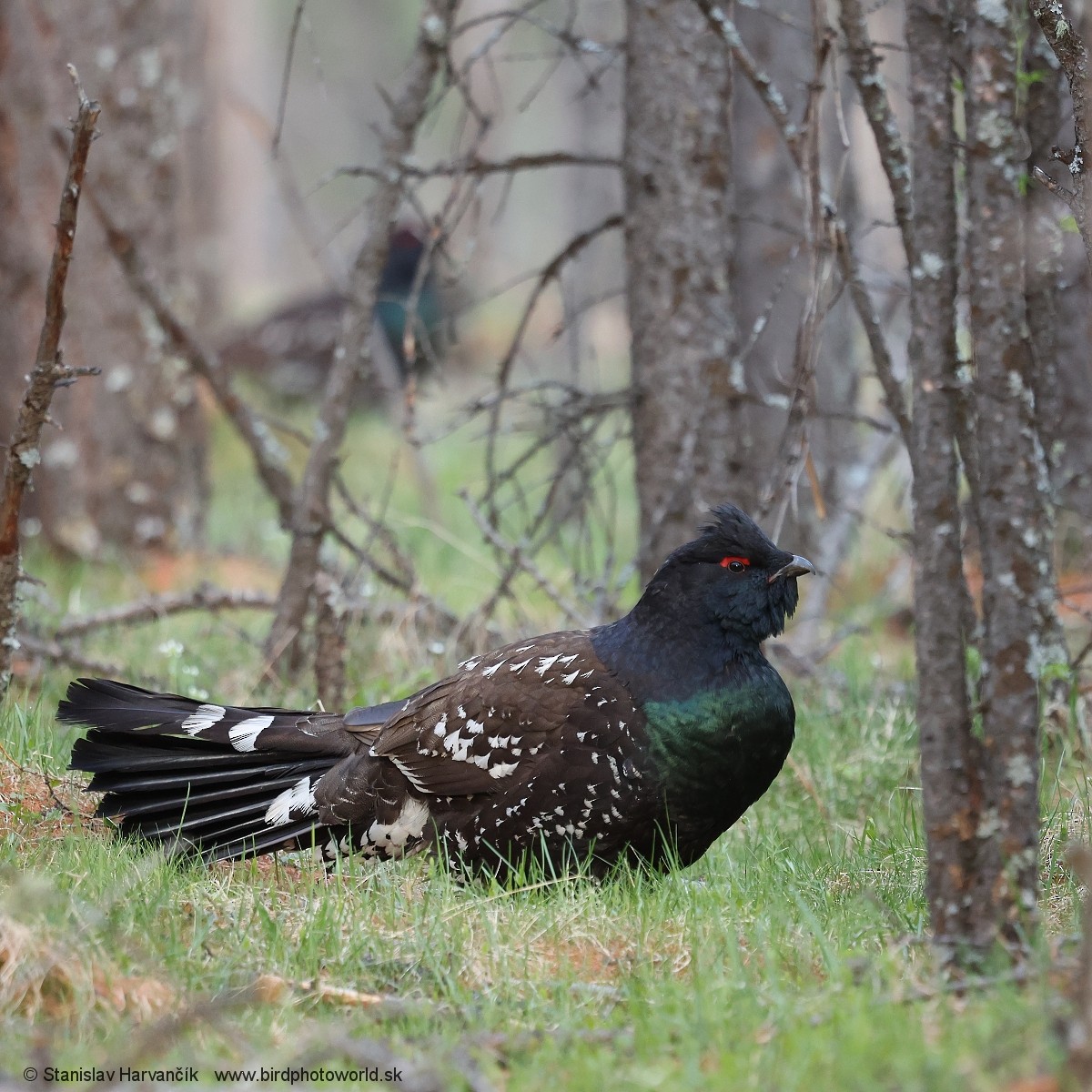 Steinauerhuhn - ML659112562