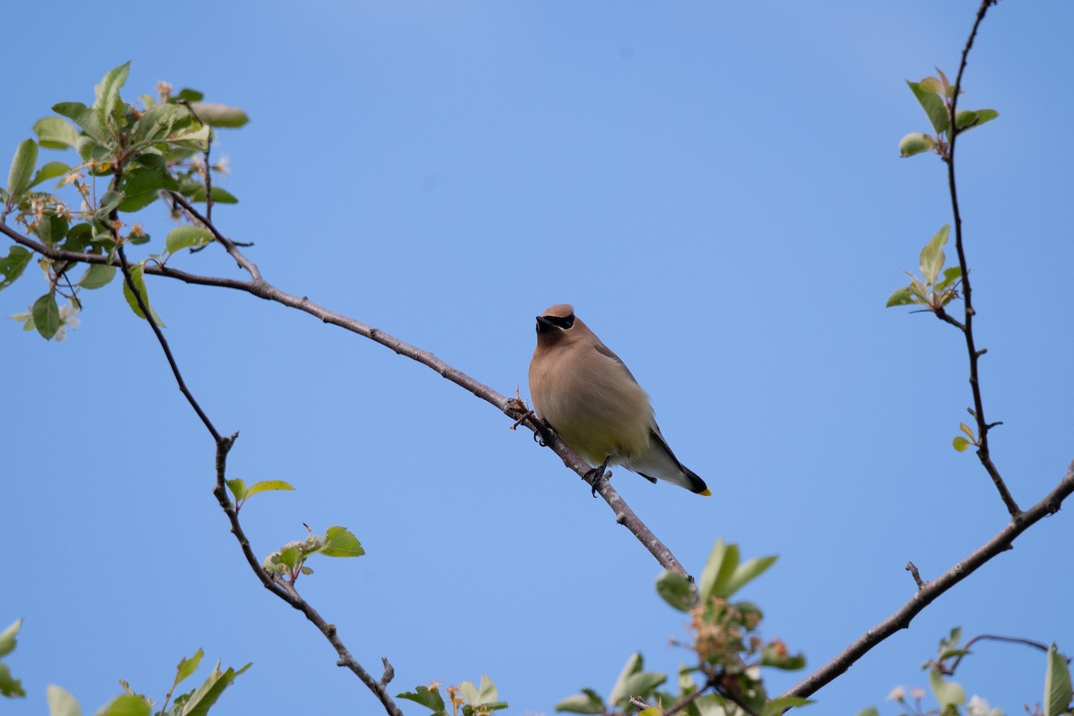 Cedar Waxwing - ML659113449