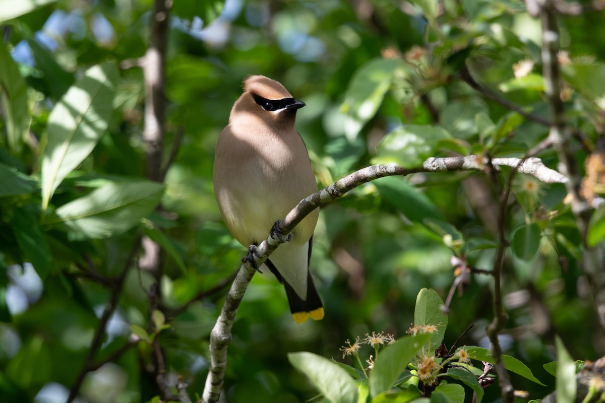 Cedar Waxwing - ML659113450