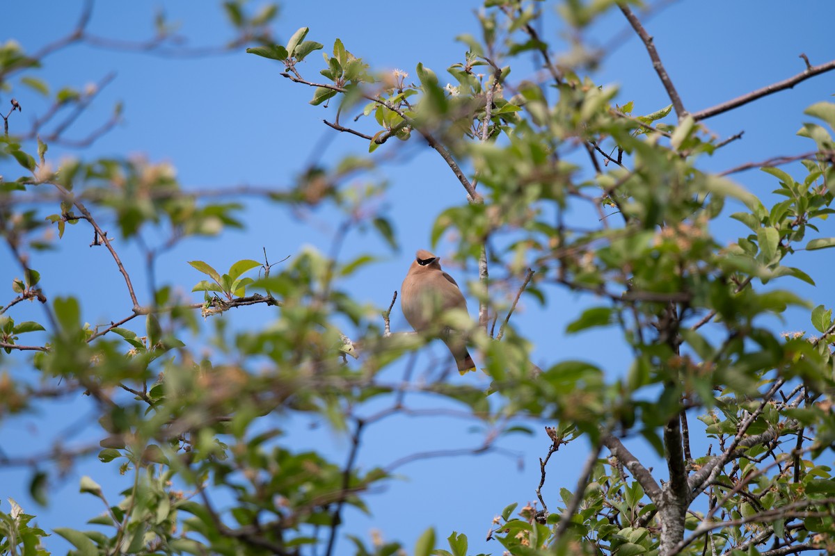 Cedar Waxwing - ML659113451