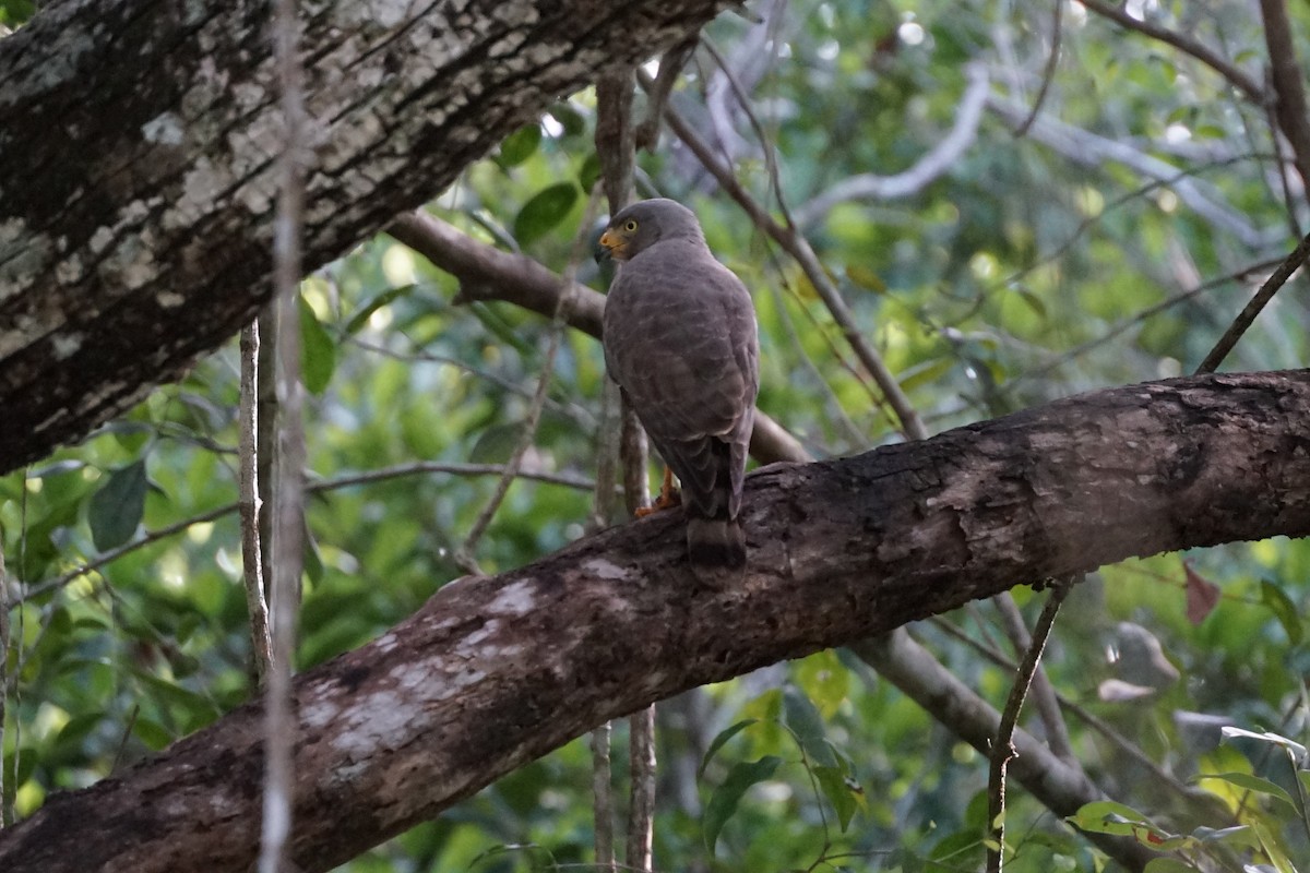 Roadside Hawk - ML659113989