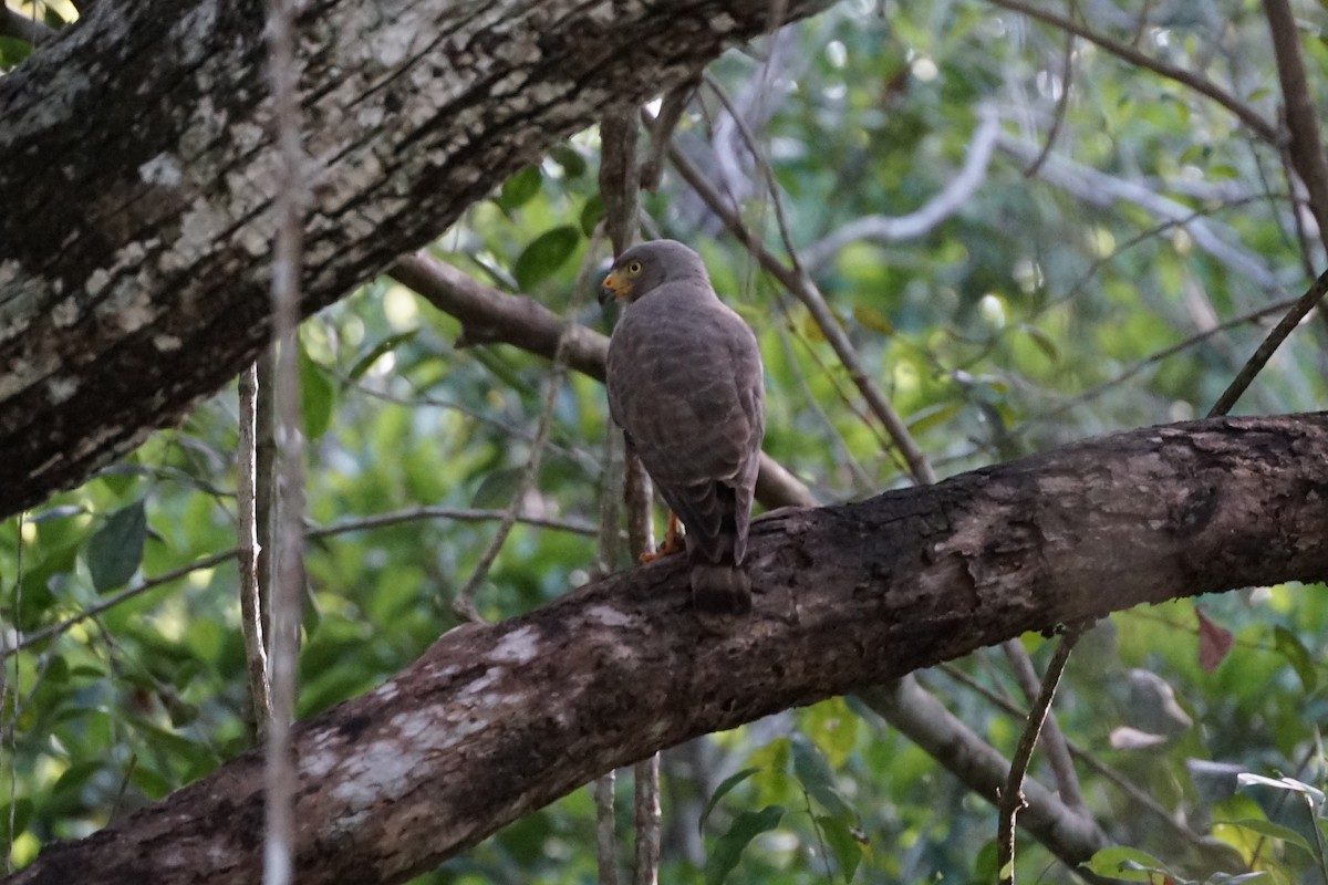 Roadside Hawk - ML659113990