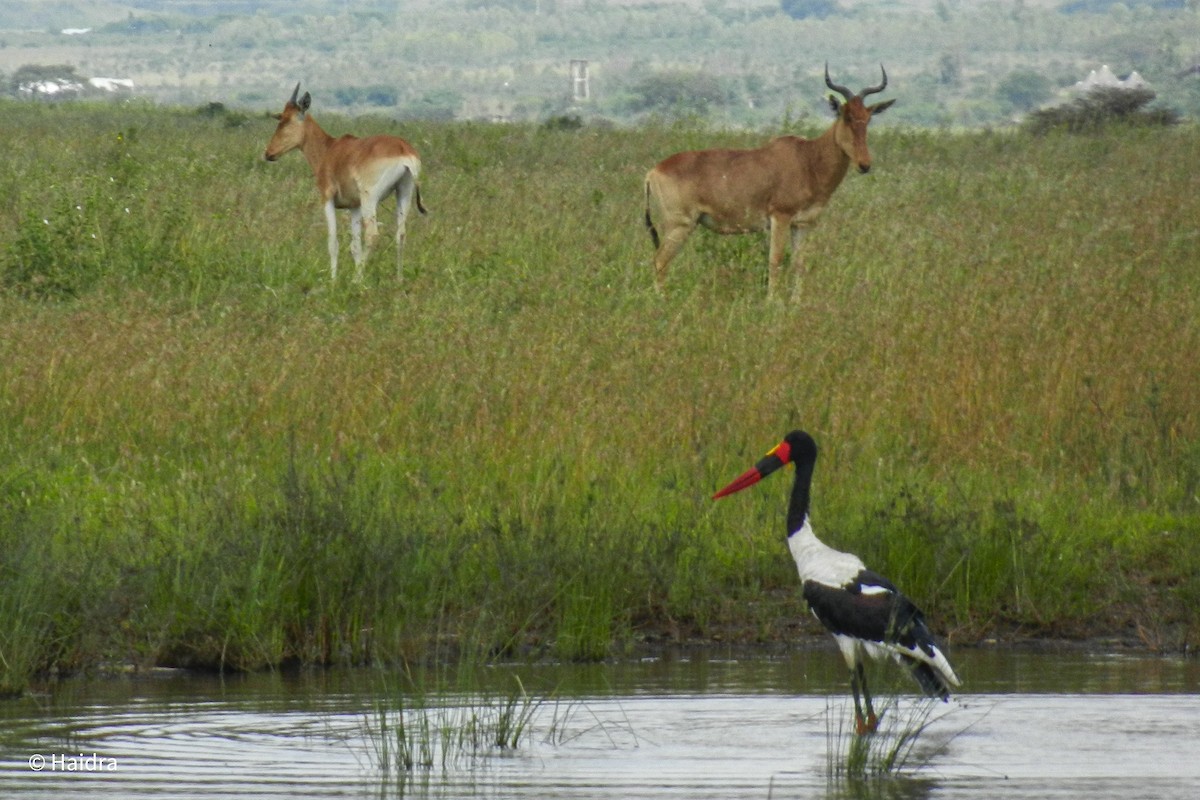 Saddle-billed Stork - ML659114206