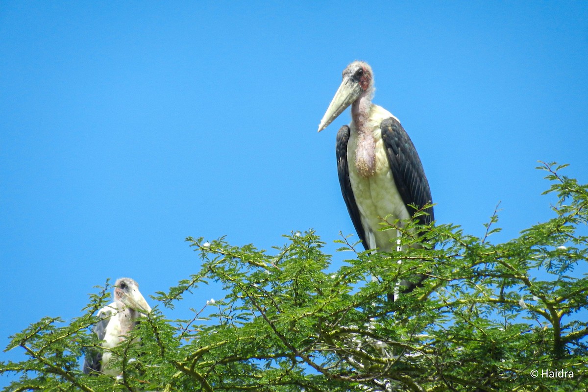 marabu africký - ML659114212