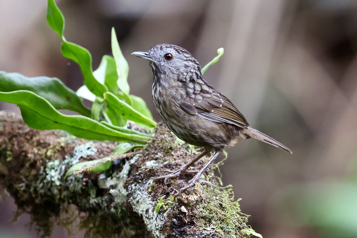 Streaked Wren-Babbler - ML659114986