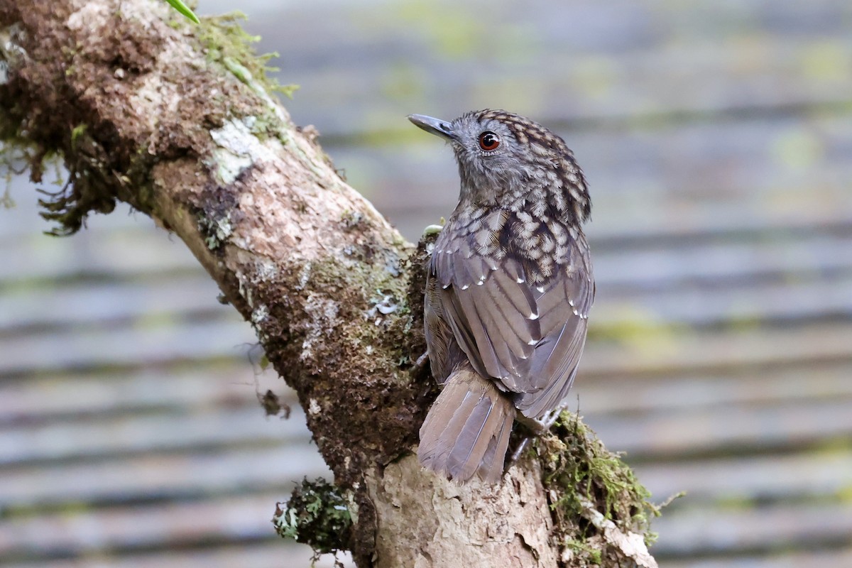Streaked Wren-Babbler - ML659115136