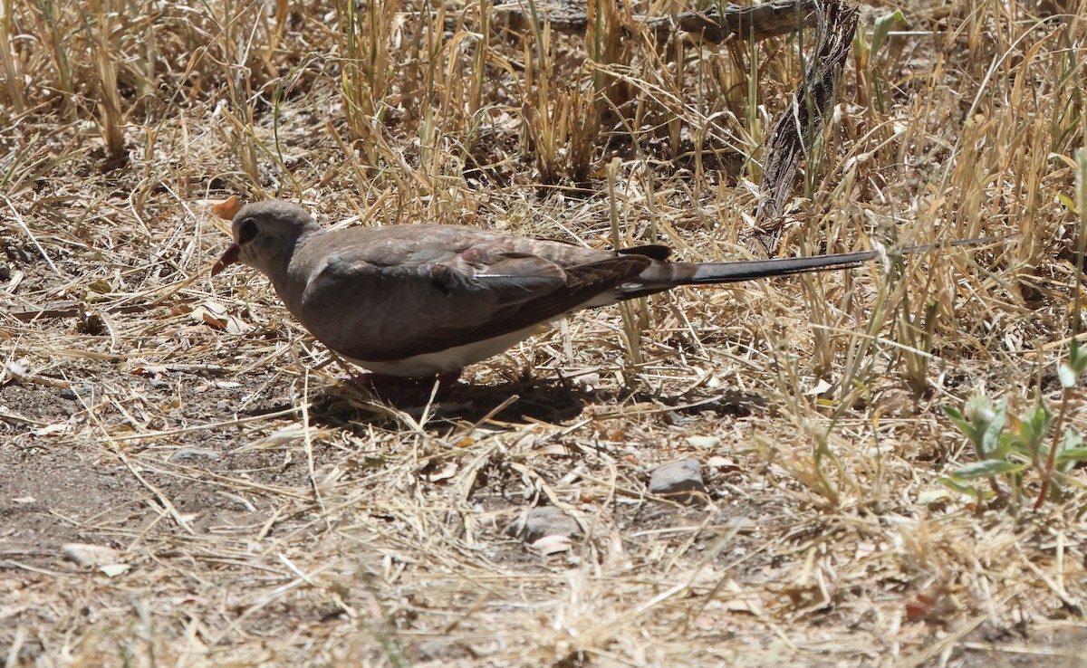 Namaqua Dove - ML659115186
