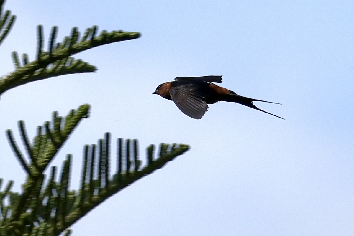 Rufous-bellied Swallow - ML659115392