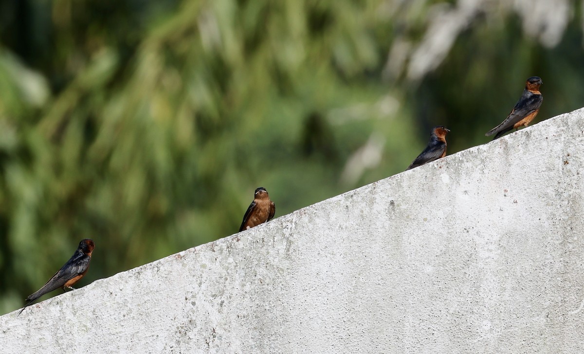 Rufous-bellied Swallow - ML659115394