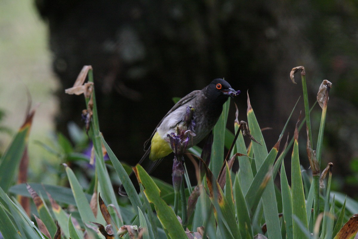 Black-fronted Bulbul - ML659115405