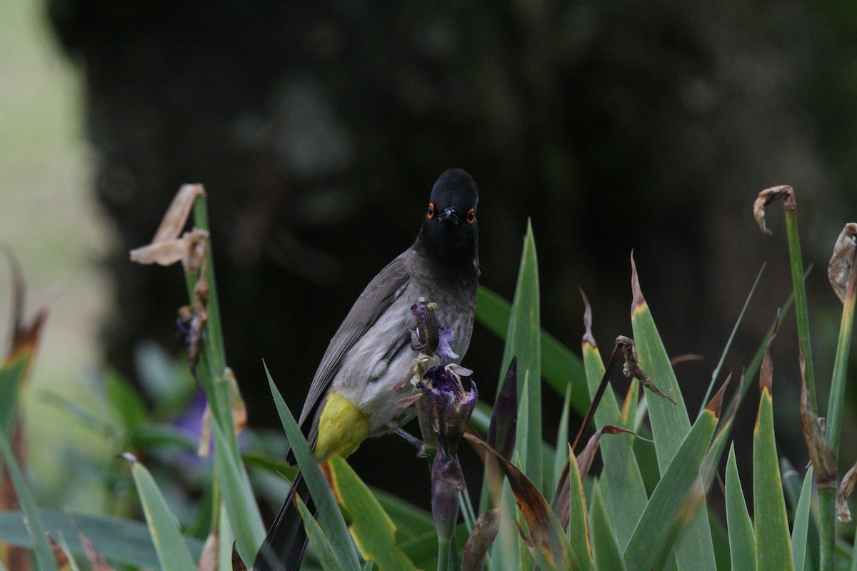 Black-fronted Bulbul - ML659115406