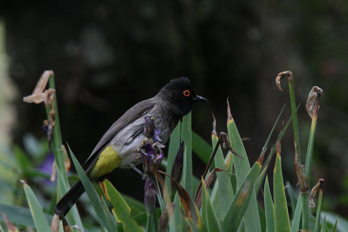 Black-fronted Bulbul - ML659115407