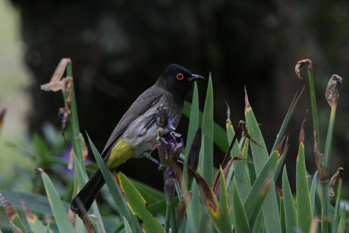 Black-fronted Bulbul - ML659115409