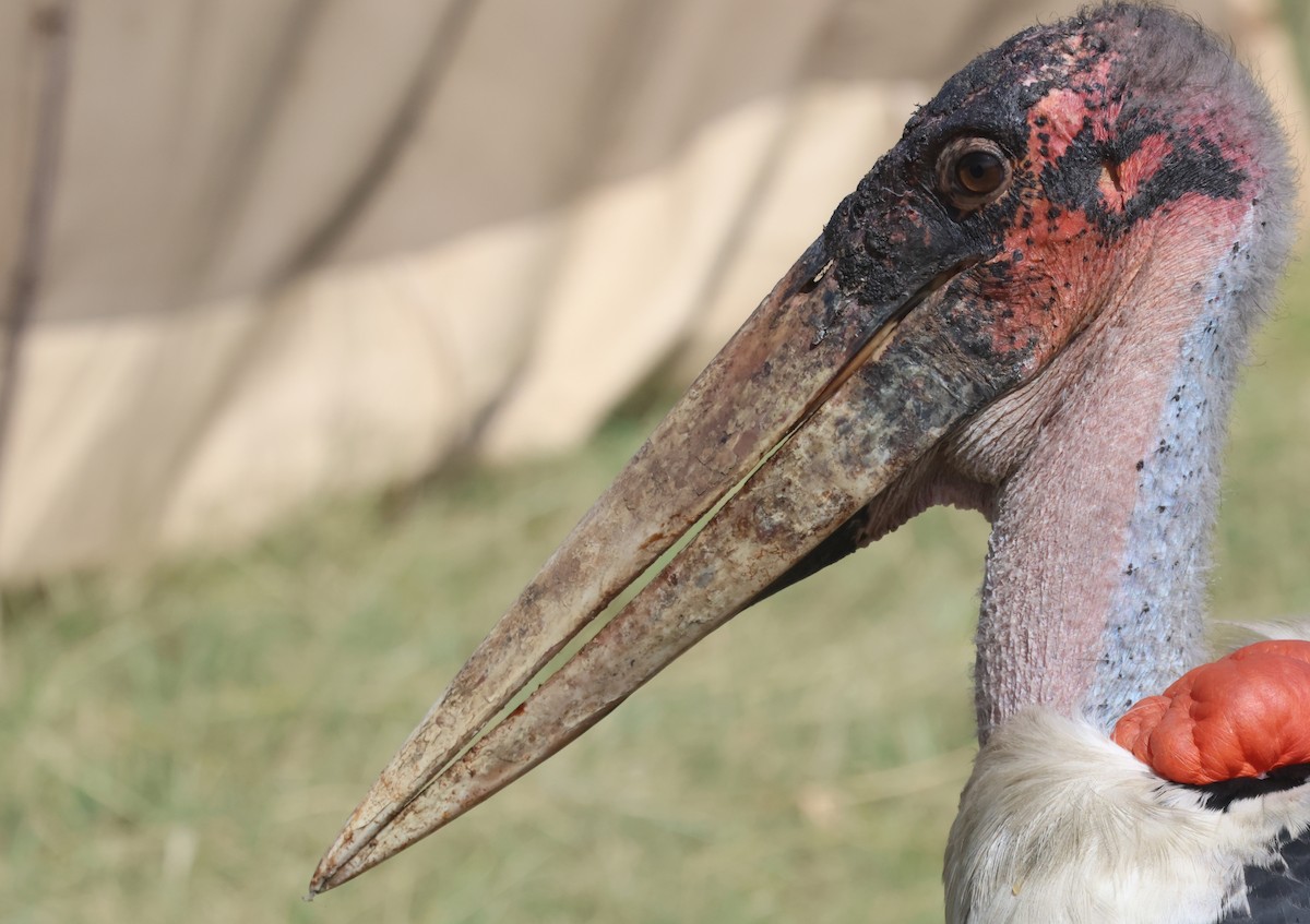 marabu africký - ML659116299