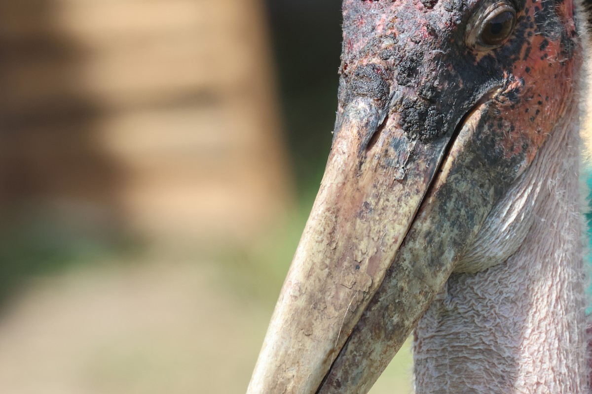 marabu africký - ML659116300