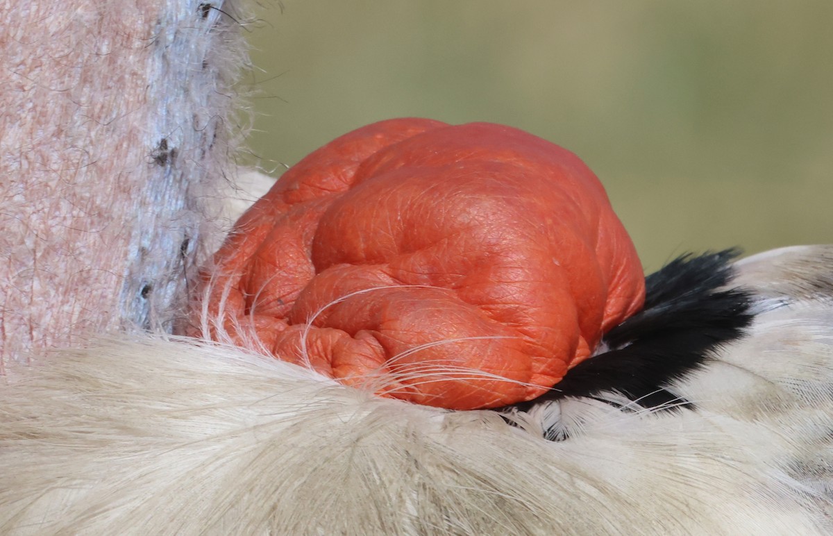 marabu africký - ML659116442