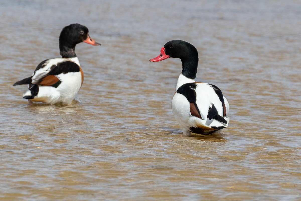 Common Shelduck - ML659116461