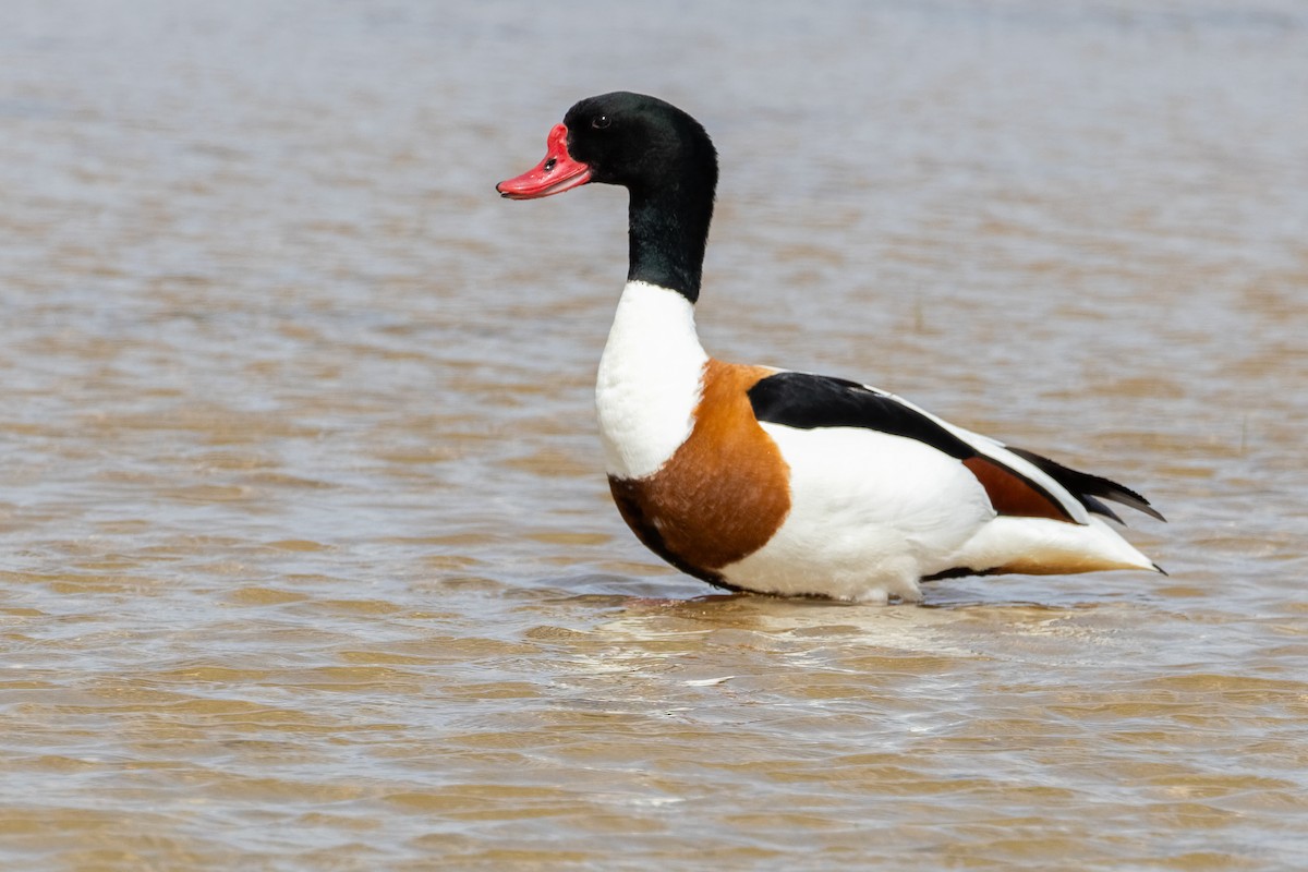 Common Shelduck - ML659116512