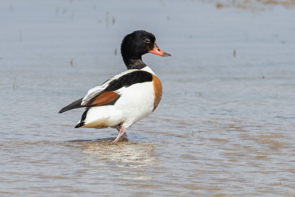 Common Shelduck - ML659116516
