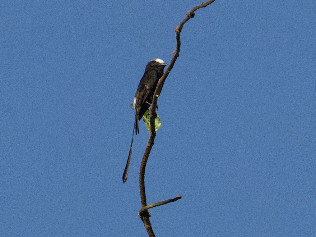 Long-tailed Tyrant - ML659116611