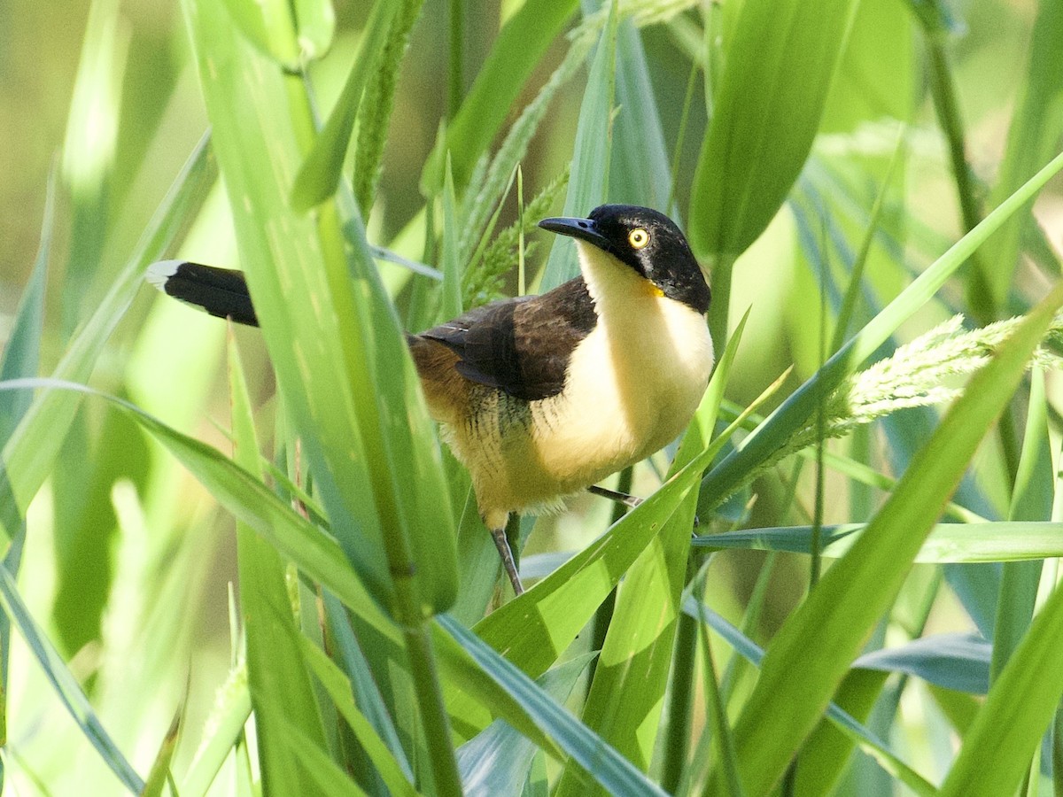 Black-capped Donacobius - ML659116637