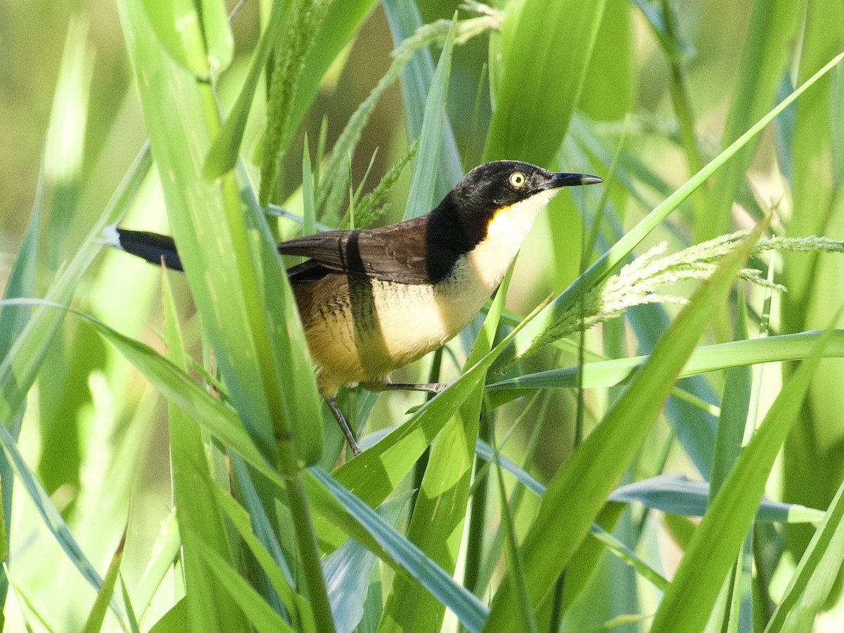 Black-capped Donacobius - ML659116638