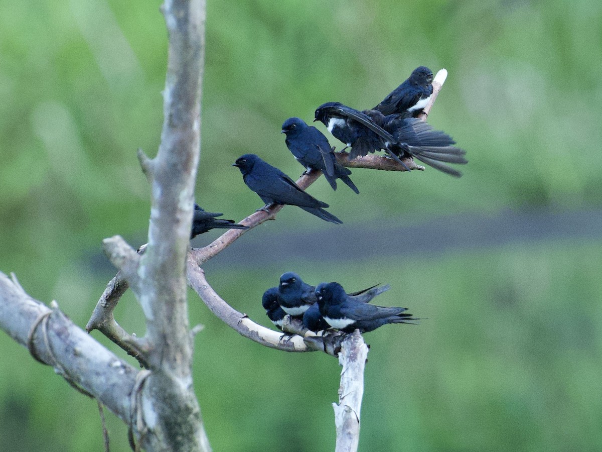 Southern Rough-winged Swallow - ML659116656