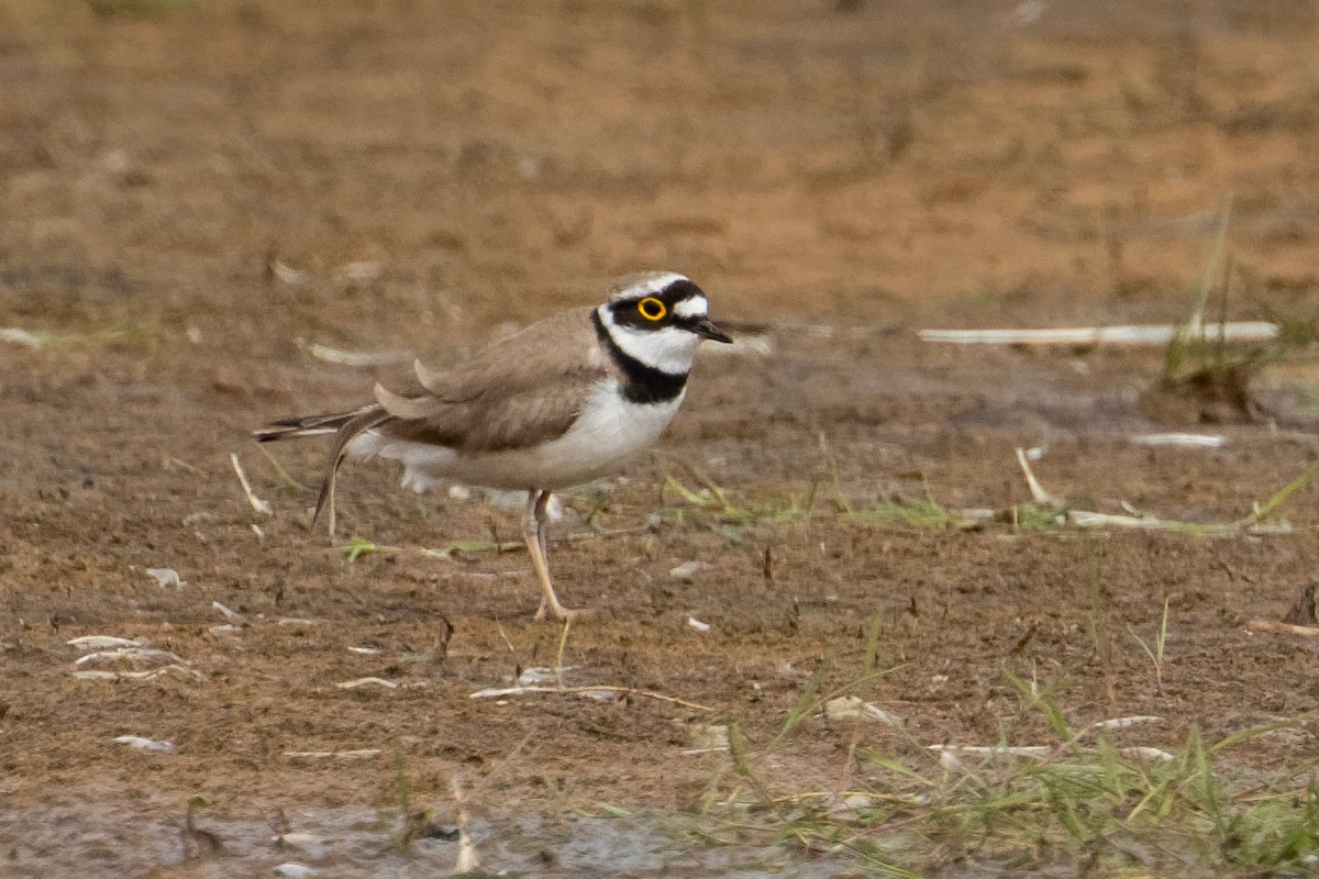 Little Ringed Plover - ML659116658