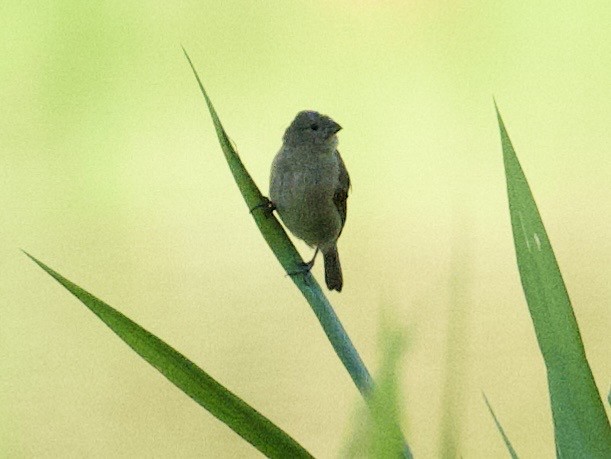 Chestnut-bellied Seedeater - ML659116796