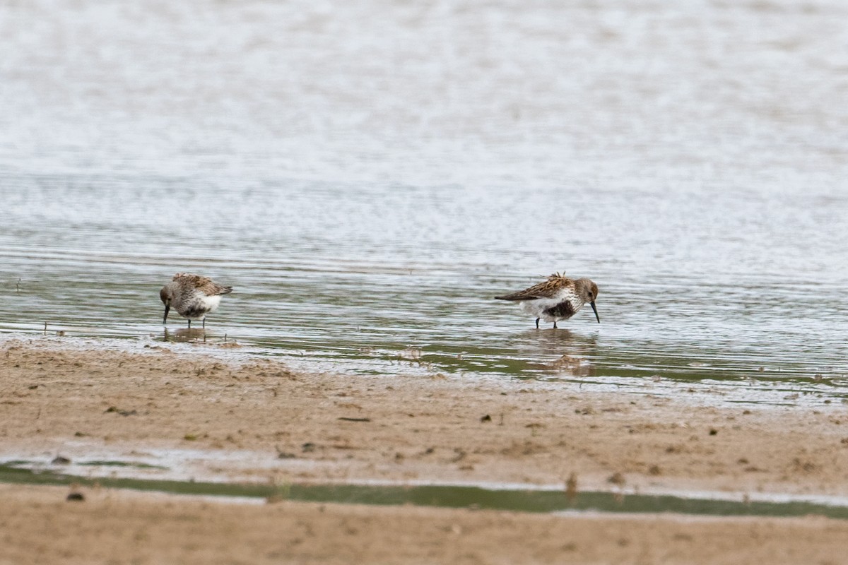 Dunlin - ML659117079