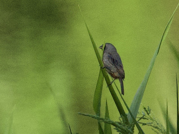 Chestnut-bellied Seedeater - ML659117115