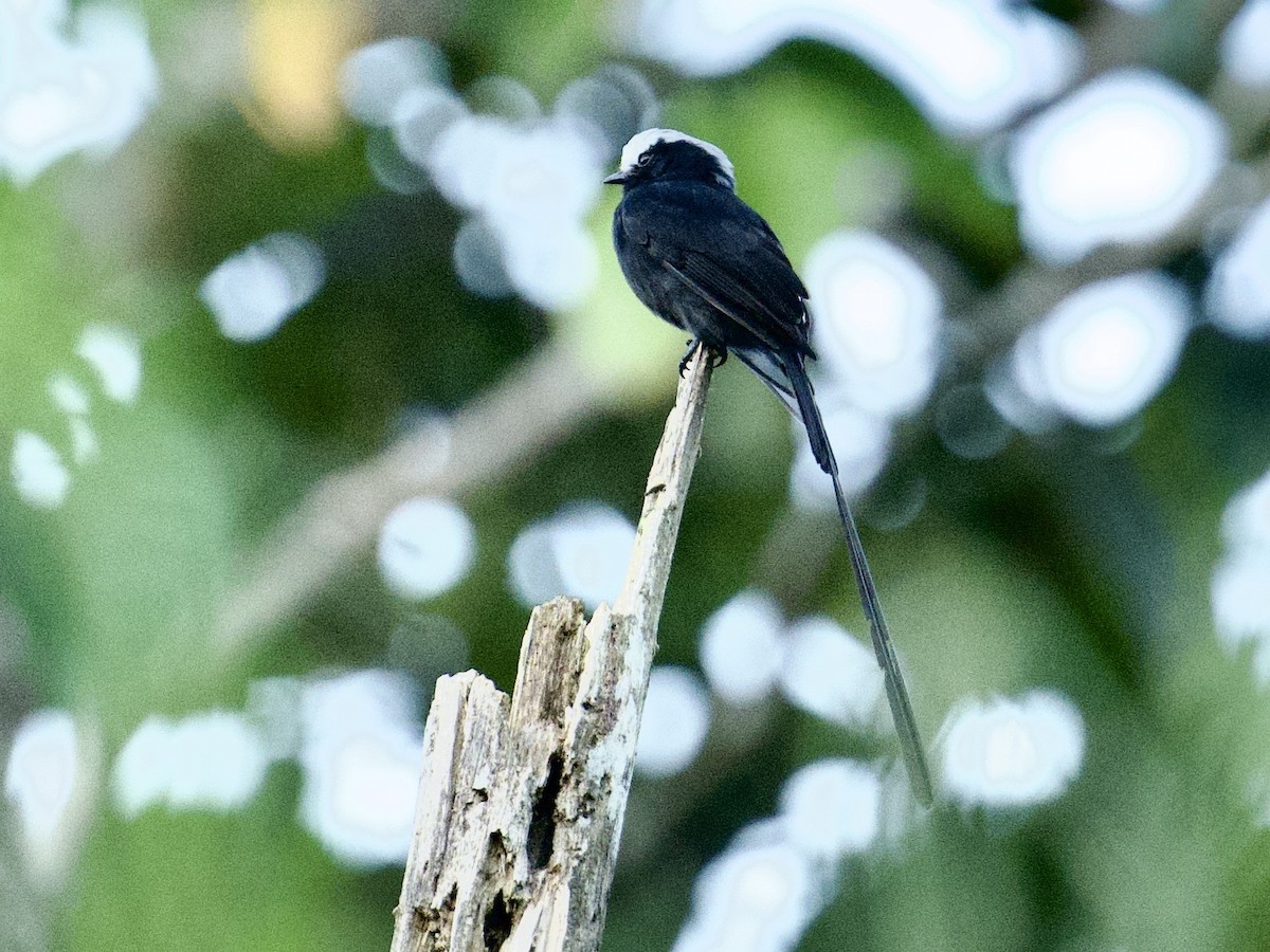 Long-tailed Tyrant - ML659117693