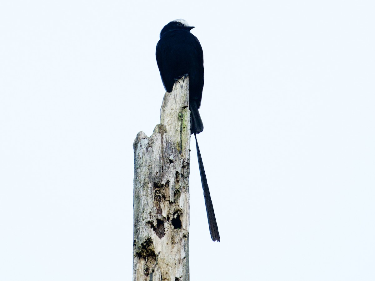 Long-tailed Tyrant - ML659117694