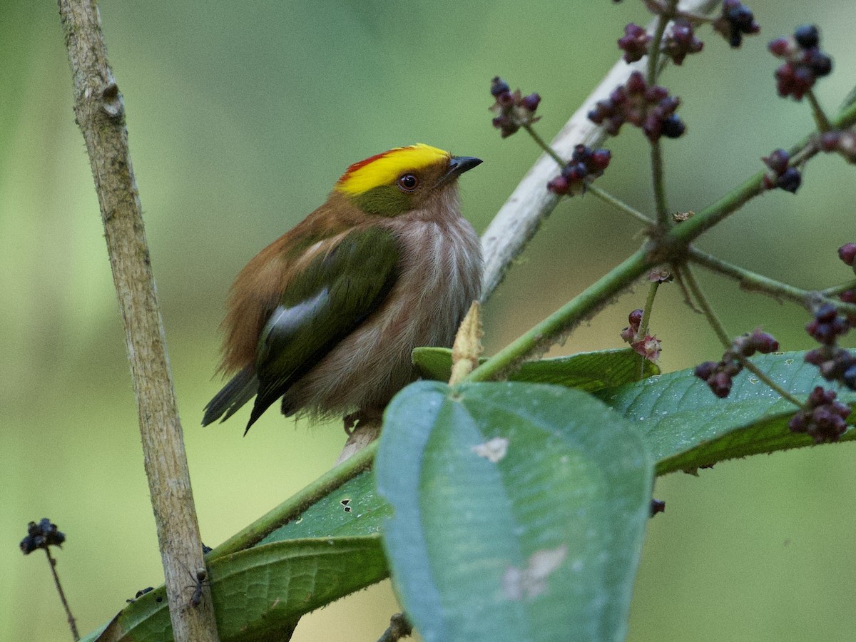 Fiery-capped Manakin - ML659117737