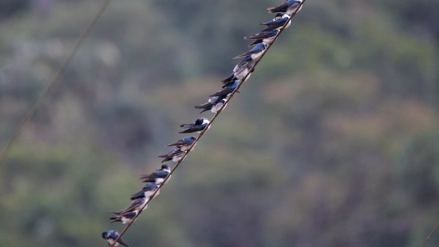 Blue-and-white Swallow - ML659117894