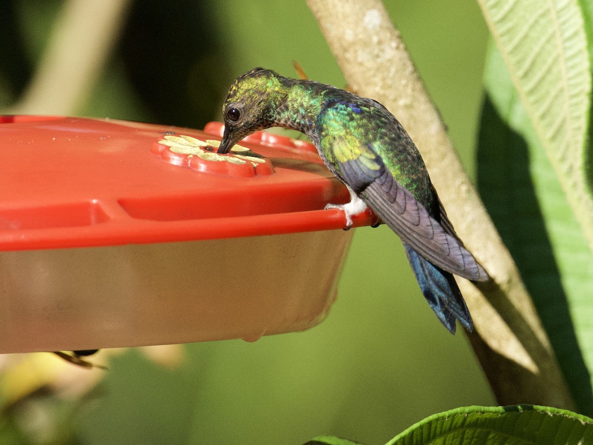 Fork-tailed Woodnymph - ML659118114