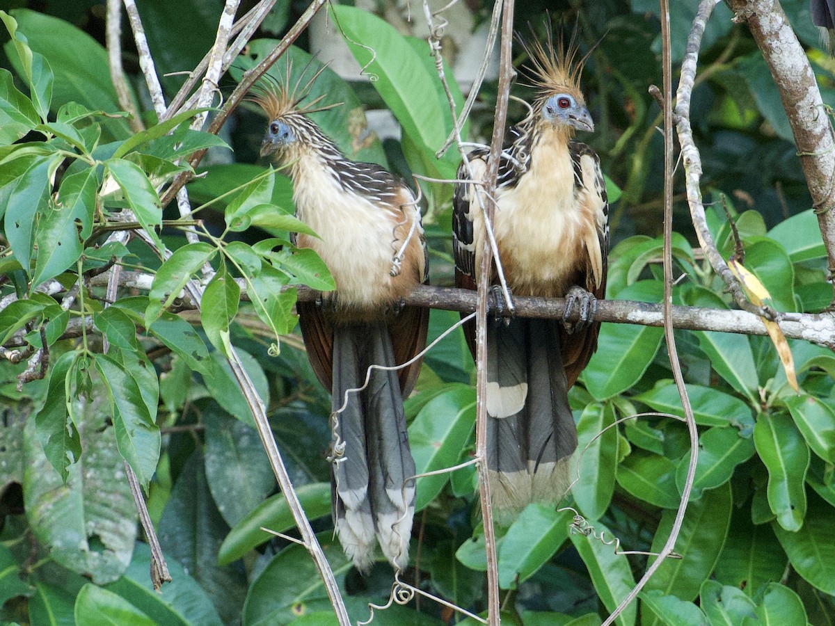 Hoatzin - ML659118127