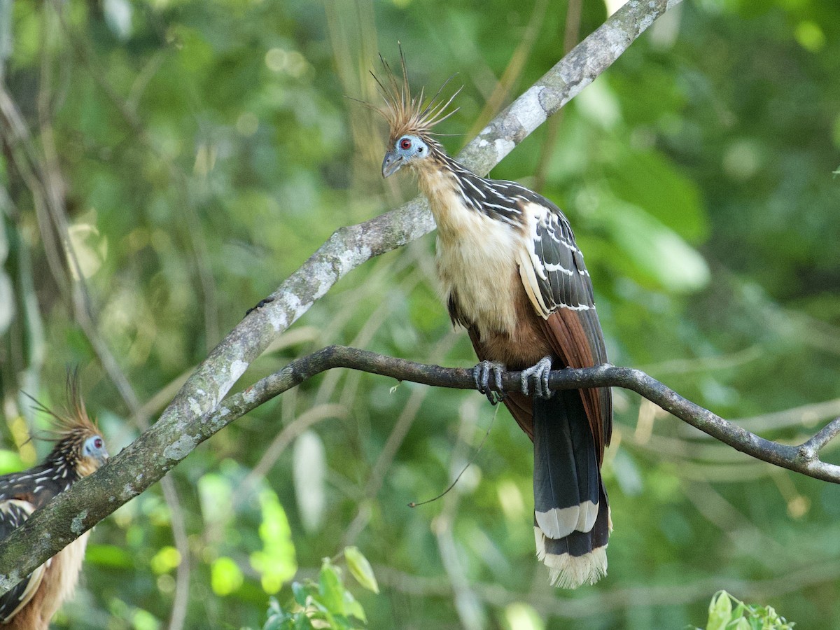 Hoatzin - ML659118128