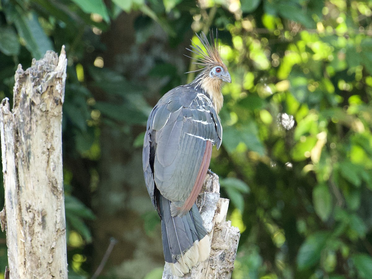 Hoatzin - ML659118129