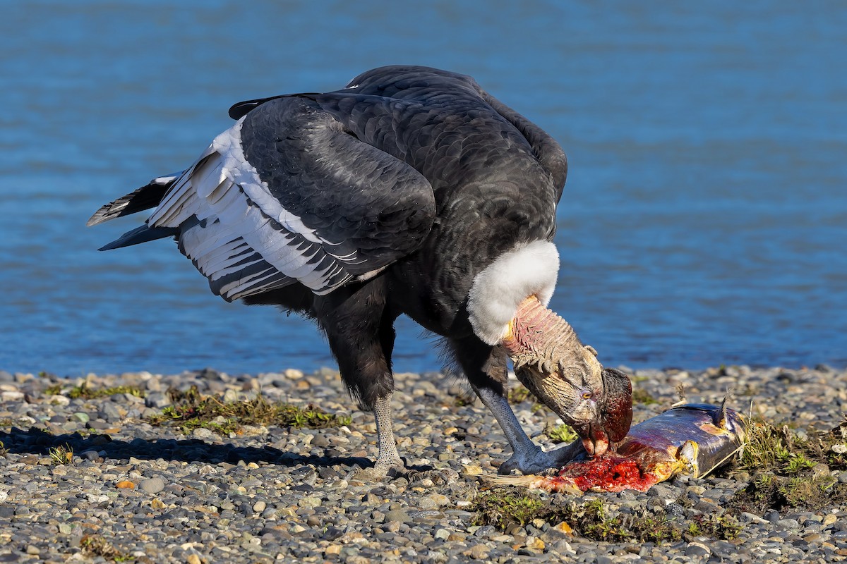 Andean Condor - ML659118178