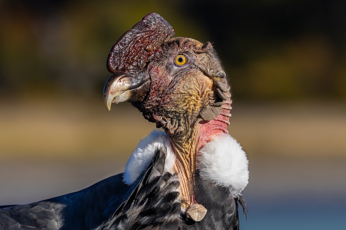 Andean Condor - ML659118189