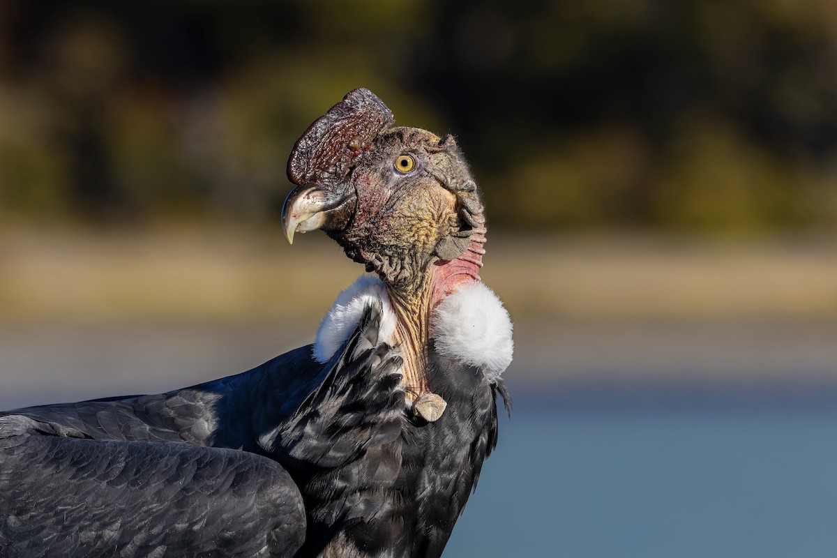 Andean Condor - ML659118190