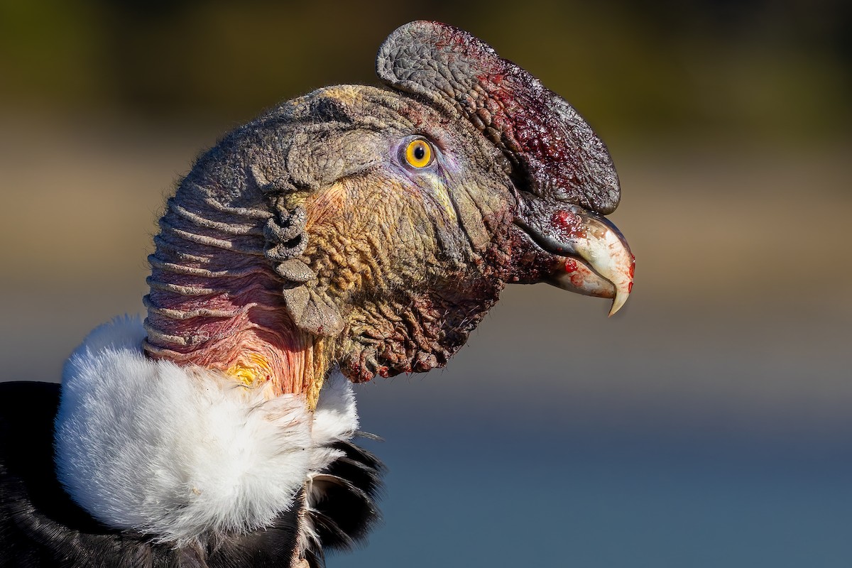 Andean Condor - ML659118192