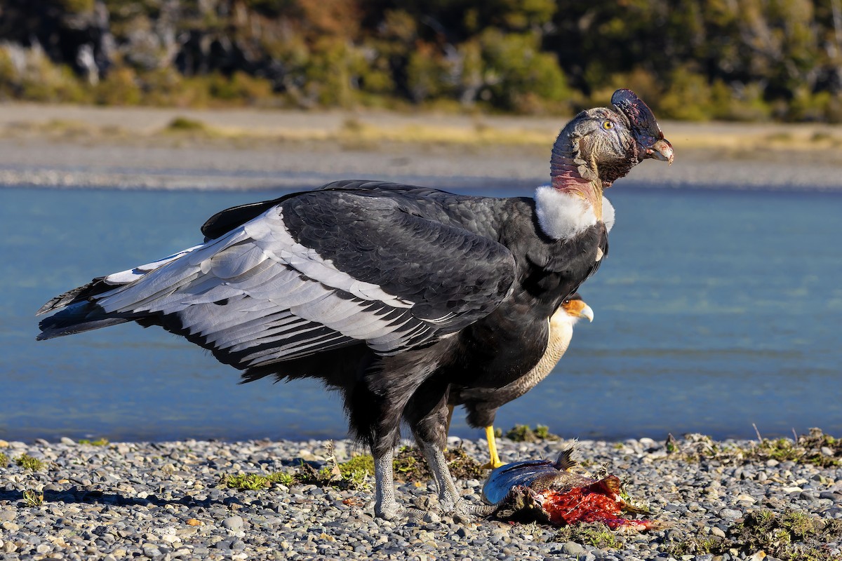 Crested Caracara - ML659118234