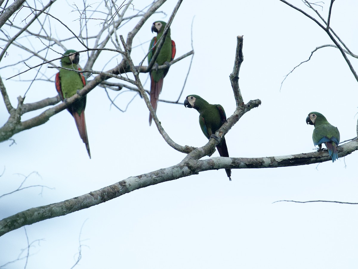 Chestnut-fronted Macaw - ML659118348